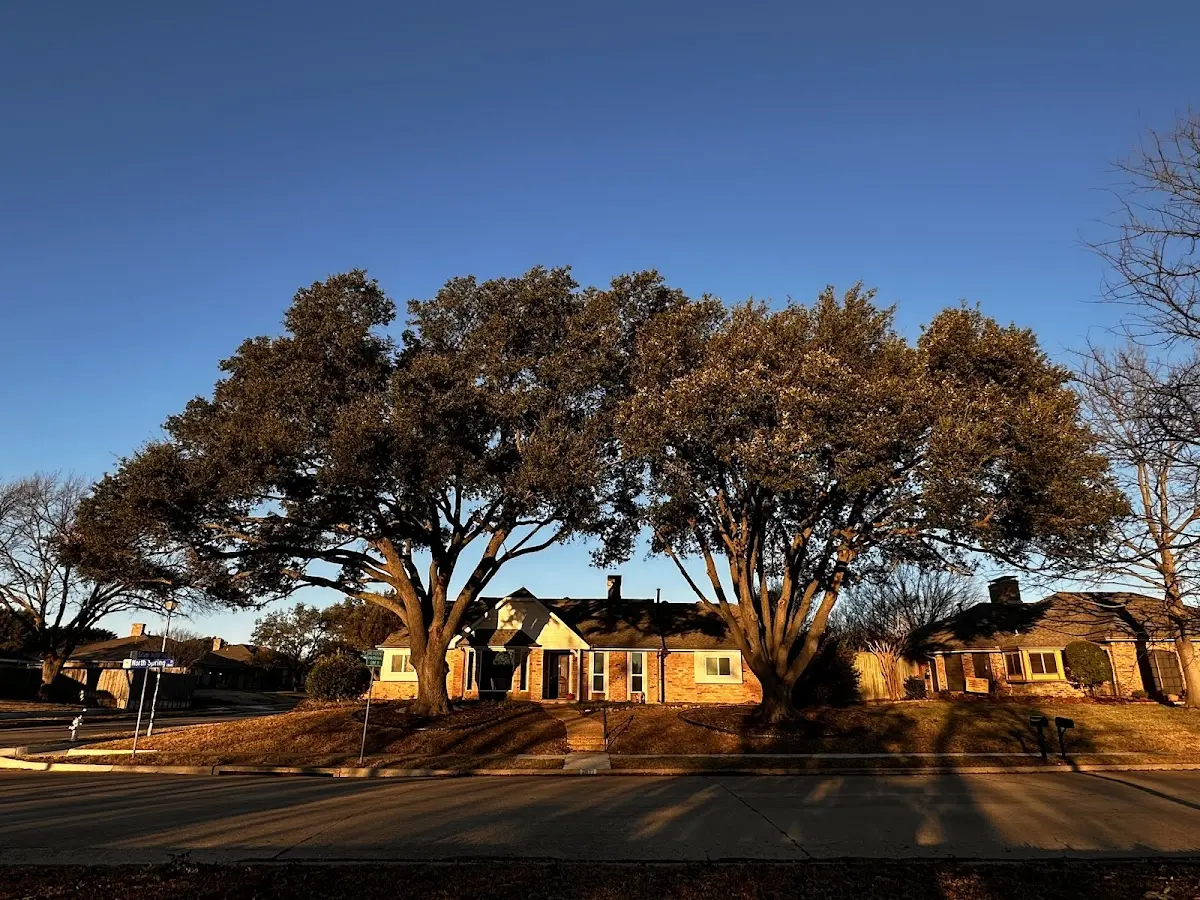 Established residential canopy tree shading a home in Groveton