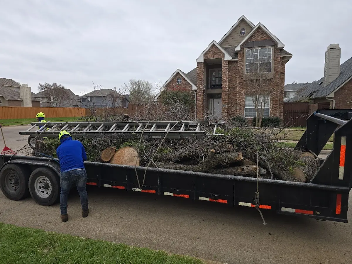 Expert Tree Removal with proper safety equipment in Groveton